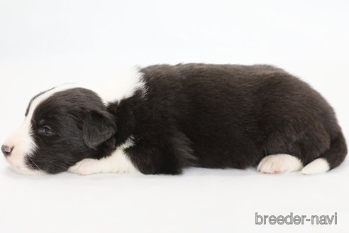 成約済の神奈川県のボーダーコリー-310800の7枚目